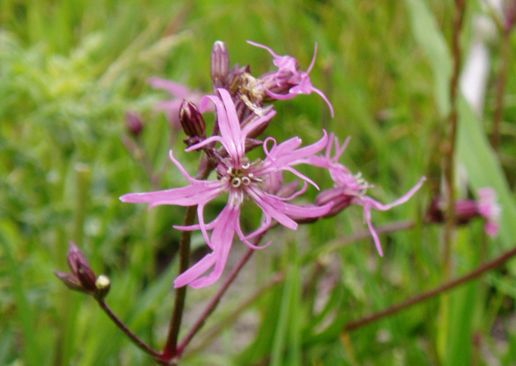 Ragged robin in flower: a wetland plant vulnerable to changes in soil moisture