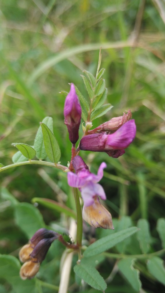 bush vetch