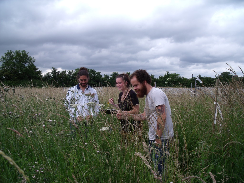 citizen scientists surveying for pollinators