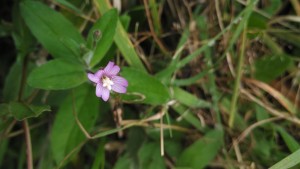 Willowherb, Epilobium sp.