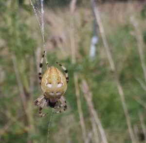 4 Spot-orb weaver, Araneus quadratus (female) - Lynsey Ridd