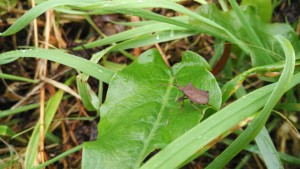 Spiked Shieldbug, Picromerus bidens