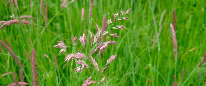 British Science Week 15th March: Tree and Grassland Investigations